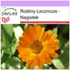 SAFLAX - Nagietek - 50 Nasiona - Calendula officinalis Podgląd zdjęcia produktu 5
