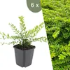 Plants by Frank | 6 Plantes de chèvrefeuille arbustif | Voir les images du produit 1