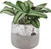 A potted plant with decorative leaves in a textured pot. Anteprima dell’immagine prodotto