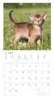 Alpha Edition - Samtpfötchen Kalender 2026 - Wandkalender & Produktbild-Vorschau 8