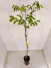 Juglans regia 'Fernor', ořešák, 5litrový květináč Náhled obrázku produktu 4