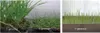 Three images showing different generations of grass growth in trays. Voir les images du produit