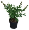 Lagerstroemia indica "With Love Eternal®", 40 cm – Indický Náhľad obrázku produktu 4