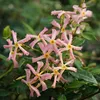 A close-up of several pink star-shaped flowers with yellow centers, surrounded by green leaves. Produktbild-Vorschau