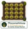 Stauden Gänge 10 x Stipa tenuissima 'Pony Tails' im 1 Liter Produktbild-Vorschau 10