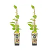 Bloomique - 2x Actinidia Deliciosa 'Jenny' - Kiwipflanze - Produktbild-Vorschau 1
