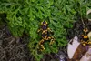 Terrarium Bodengrund Einstreu (125g) Produktbild-Vorschau 3