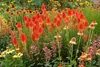 Stauden Gänge 5 x Kniphofia 'Papaya Popsicle' - Fackellilie Produktbild-Vorschau 5