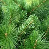 RS Trade Künstlicher Weihnachtsbaum Colorado-Mix 120cm Produktbild-Vorschau 12