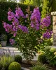 Lagerstroemia indica Purple 40–60 cm – Violette Kreppmyrte Produktbild-Vorschau 3
