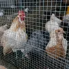 CCLIFE Maschendrahtzaun Wühlmausgitter Geflügelnetz ,  Produktbild-Vorschau 5