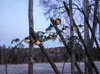 Girlanda solarna ogrodowa SHADE 10 lampek LED z daszkami Podgląd zdjęcia produktu 6