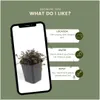 Plants by Frank | 48 Stachelnuss Pflanzen | Acaena Produktbild-Vorschau 5