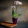KADAX Blumentopf "Menfi", Blumenkübel für Orchidee, Produktbild-Vorschau 6