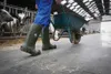 Kerbl Bekina Gr. 37 Sicherheitsstiefel S5 StepliteX® Produktbild-Vorschau 10