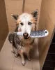 Wahl Pro Pet Hansgrohe Dog Shower White - soffione da Anteprima dell’immagine prodotto 7