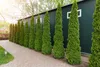 Stauden Gänge 10 x Thuja occidentalis 'Smaragd' - Produktbild-Vorschau 2