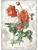 INTERDRUK Puzzle Botanic: Vlk ml 1000 ks Náhľad obrázku produktu 2