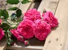 Rosa 'Laguna', Kletterrose, pink, 5-7,5 Liter Container Produktbild-Vorschau 1