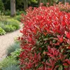 Green boutiQ - 40x Photinia fraseri Red Robin - Glanzmispel Produktbild-Vorschau 4