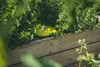 Wurmkomposter für direkt in den Boden – Limette Grün Produktbild-Vorschau 2