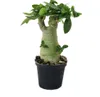 Kleine Wüstenrose, Adenium, Überraschungsfarbe, 14cm Topf Produktbild-Vorschau 2