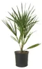 Chamaerops Humilis, Zwergpalme, Palme, 50-60 cm, Topf 15 cm Produktbild-Vorschau 1