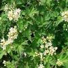 6 x Kranzspiere  - Stephanandra incisa 'Crispa'  | Topf 9cm Produktbild-Vorschau 1
