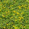 Vrbina penízková FloraSelf Lysimachia numularia květináč Ø Náhled obrázku produktu 2