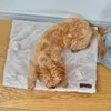 A small, fluffy, golden-brown dog is lying on a soft, cream-colored mat on a wooden floor. Produktbild-Vorschau