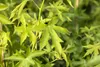 Liquidambar styraciflua 'Worplesdon', Amberbaum, 80–100 cm Produktbild-Vorschau 3