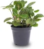 Fittonia Joly Josan – roślina mozaikowa, średnica 8,5 cm, Podgląd zdjęcia produktu 2