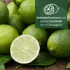 Citrus latifolia - echte Limette - veredelter Zitrusbaum im Produktbild-Vorschau 3