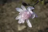 Magnolia stellata 'Rosea', Sternmagnolie, rosa Blüten, Produktbild-Vorschau 6