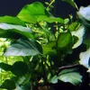 Aquarium Pflanze 3 Stück Anubias barteri Wasserpflanze Produktbild-Vorschau 2