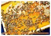 Ein Leben für den Honig: Bienen und Imker (Wandkalender Produktbild-Vorschau 6