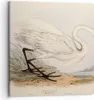 Bild auf Leinwand - Leinwandbild - Einteilig - Vogel Weiß Produktbild-Vorschau 1