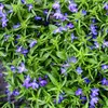 Pánský stromek – modrý – Lobelia richardii – 11 cm – sada 3 Náhled obrázku produktu 1