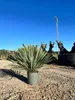 A potted Yucca Rostrata plant is shown outdoors in a gravelly area, with power lines and transmission towers in the background. Podgląd zdjęcia produktu
