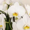 Orchidées Colibri | ensemble d'orchidées blanches dans un Voir les images du produit 4