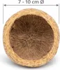 Paranussschale Natur Deko 7–10cm - Qurico Terrarium Produktbild-Vorschau 5