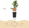 GreenboutiQ - Kletterrose - Rosa Orange Climber - Blüte Produktbild-Vorschau 3