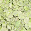 JR Farm 3 kg di fiocchi di piselli Anteprima dell’immagine prodotto 3