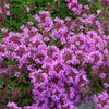 6 x Thym tapissant pourpre - Thymus praecox « Purple Beauty Voir les images du produit 2