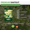 Kamille Echte Samen - Matricaria recutita - Kamillesamen - Produktbild-Vorschau 8