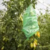 A green plastic bag with holes is covering a bunch of ripening tomatoes on a vine. Produktbild-Vorschau