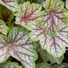 6 campanule viola  - Heuchera 'Green Spice'  | Vaso 9 cm x Anteprima dell’immagine prodotto 1