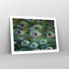 Poster - Poster ohne Rahmen - Pfauen Feder Makro - 70x50 cm Produktbild-Vorschau 7