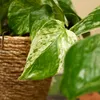 1x Epipremnum Marble Queen P12 H25 Produktbild-Vorschau 4