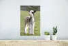 MuchoWow® Poster Kleines weiß-schwarzes Lämmchen im Gras Produktbild-Vorschau 5